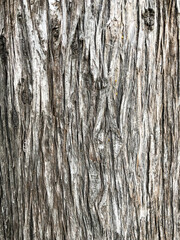 bark of a tree