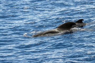 Fototapeta premium Female short-finned pilot whale, Globicephala macrorhynchus, with a calf