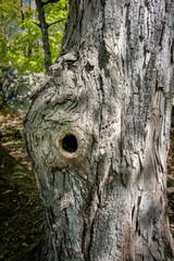 Tree trunk hold