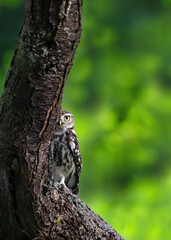 A close-up of a hiding little owl  ( Athena Noctua )