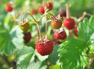 Ripe berries of wild strawberry.