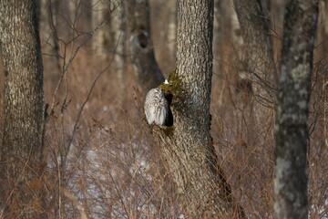 owl on trunk