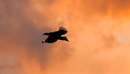 eagle in flight