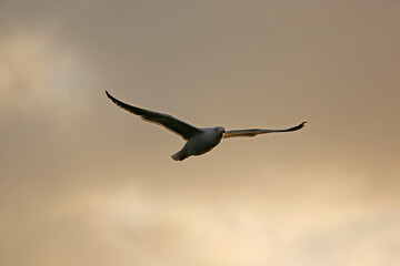 seagull in flight