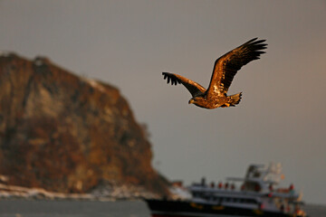 eagle in flight