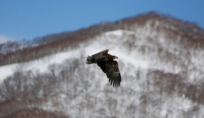 eagle in flight