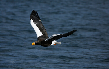 eagle in flight