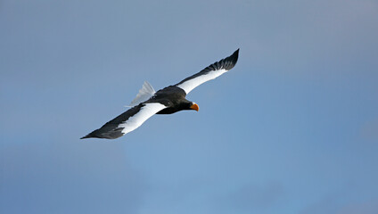 eagle in flight