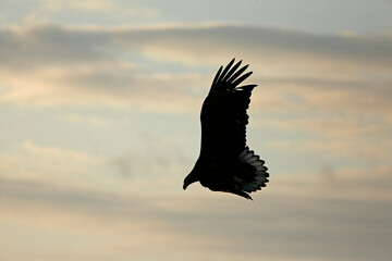 eagle in flight