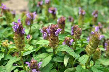 Prunella vulgaris grows in nature in summer