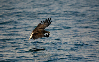 eagle in flight