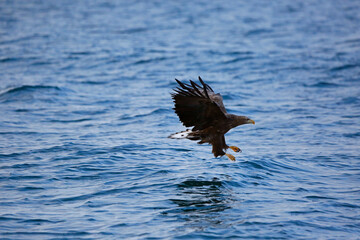  eagle in flight