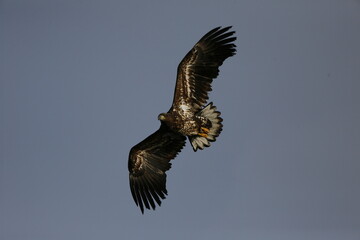 eagle in flight