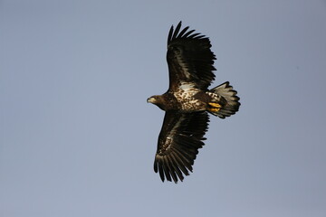 eagle in flight