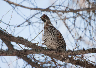 hazel grouse (Tetrastes bonasia) francolino di monte