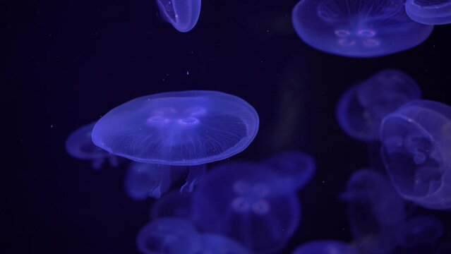 Transparent jellyfish swim in a group in the dark. Jellyfish glow blue close-up.