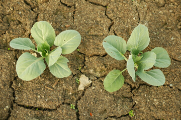Drought dry field land cabbage leaf green cole crop white vegetable, drying up the soil cracked, climate change, farmi farming, environmental disaster and earth cracks, death for plants Europe