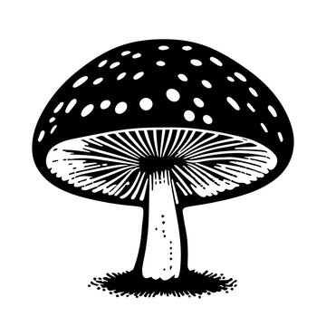 recommend clip art: Black hand-drawn vector illustration of One fresh mushroom Fly agaric isolated on a white background