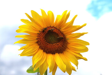 Bienen Best&auml;ubung Sonnenblume