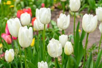 White tulips flowers with green leaves blooming in a meadow, park, outdoor. Tulips field, nature, spring, floral background.