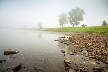 Single poplars can be seen through the dense fog on a spring meadow.