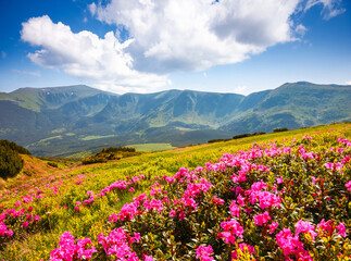 Fototapeta premium Blooming alpine meadows with magical rhododendron flowers on a sunny day. Carpathian mountains, Ukraine, Europe.