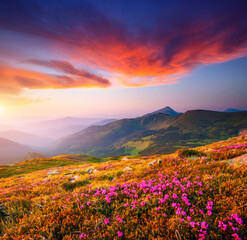 Plakat Magic pink flowers rhododendrons at sunset. Carpathian mountains, National Park Chornohora, Ukraine, Europe.