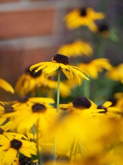 学生たちを見守るルドベキア