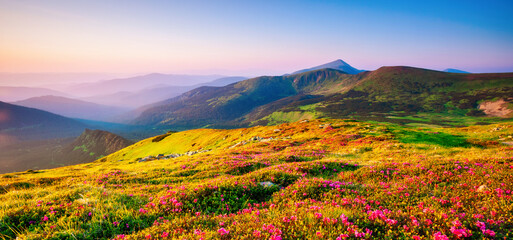 Splendid fields of blooming rhododendron flowers. Carpathian mountains, Ukraine, Europe