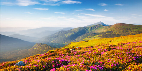 Fototapeta premium Blooming alpine meadows with magical rhododendron flowers on a sunny day. Carpathian mountains, Ukraine, Europe.