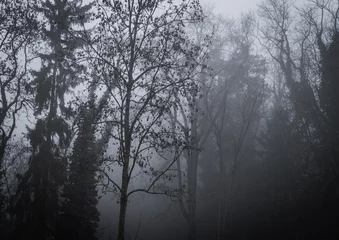 Foto auf Leinwand fog in the forest © Nicolas