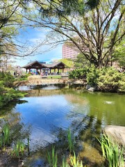 Fototapeta na wymiar japanese garden in spring