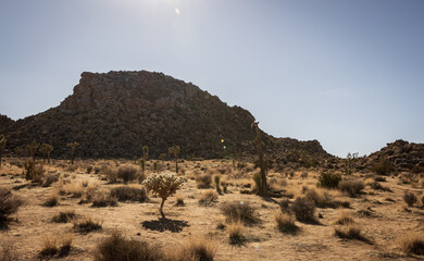 Joshua tree desert