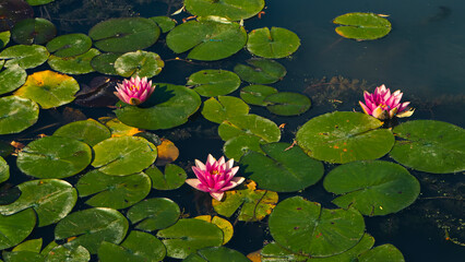 pink water lily in pond