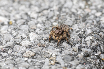 Aelurillus Springspinne makro