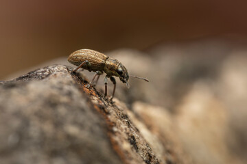 Gestreifter Blattrandkäfer Sitona lineatus makro