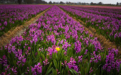 Obraz premium Yellow flower in purple field