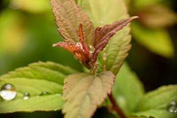 Japanische Spiere mit Regentropfen makro