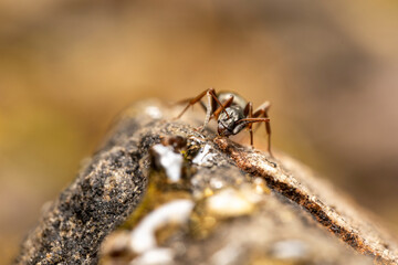 Ameise trinkt Honig makro