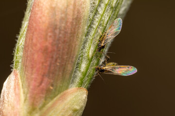 Blattläuse an Blattknospe makro