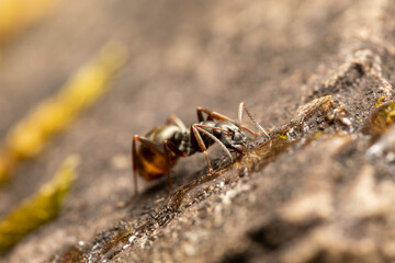 Ameise trinkt Honig makro