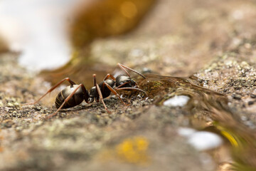 Ameise trinkt Honig makro