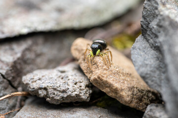 Kupfriger Sonnenspringer Heliophanus cupreus Springspinne makro