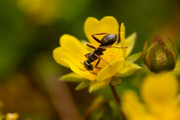 Ameise makro an gelber Bl&uuml;te