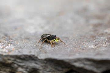 Kupfriger Sonnenspringer Heliophanus cupreus Springspinne makro
