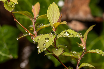 Japanischer Spierenstrauch Blätter mit Regentropfen makro