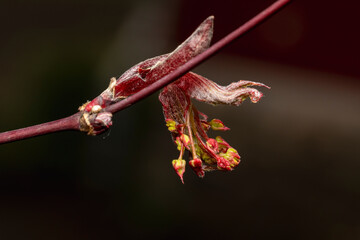 Blatt und Blütenknospe des roten Fächerahorns makro