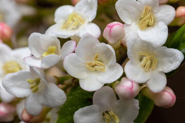 Duftschneeball Blüten makro