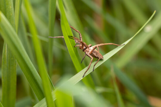 Listspinne lauert im Gras