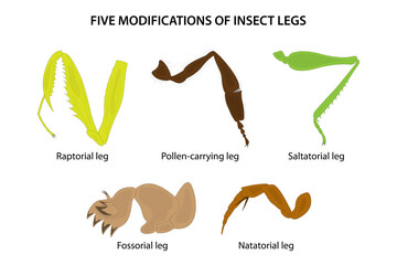 Five modifications of insect legs © A Step